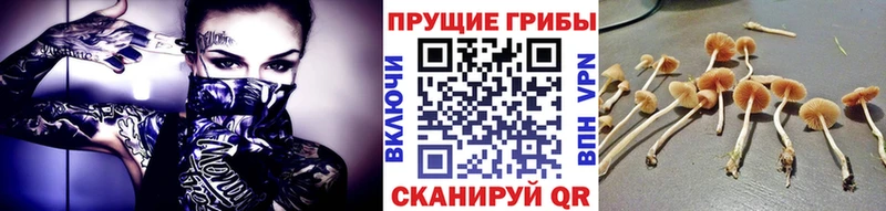 Псилоцибиновые грибы Psilocybe Микунь